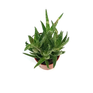 Aloe,2.5in,Tiger Tooth