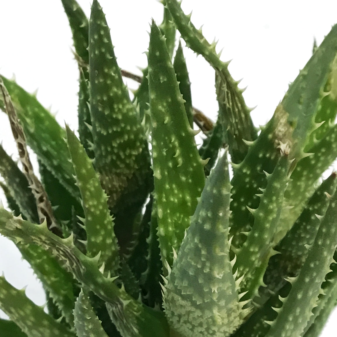 Aloe,2.5in,Tiger Tooth