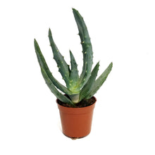 Load image into Gallery viewer, Aloe,2.5in,Reitzii
