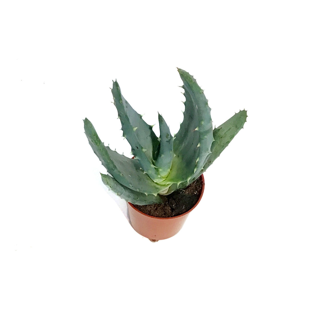Aloe,2.5in,Reitzii