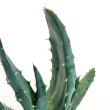 Load image into Gallery viewer, Aloe,2.5in,Reitzii
