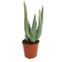 Load image into Gallery viewer, Aloe,2.5in,Asperifolia
