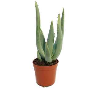 Aloe,2.5in,Asperifolia
