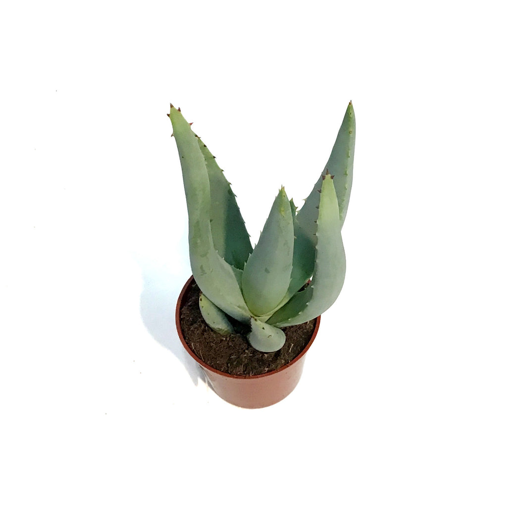 Aloe,2.5in,Asperifolia