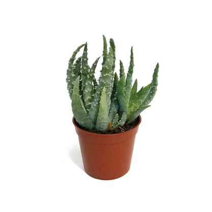 Aloe,2.5in,Humilis Spider