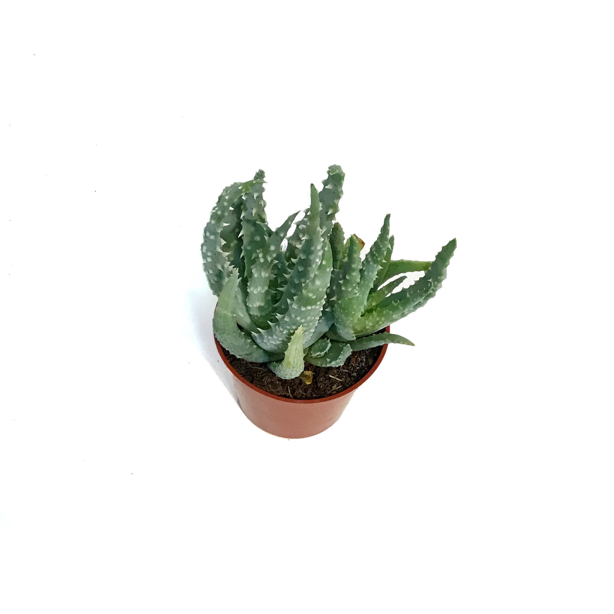 Aloe,2.5in,Humilis Spider