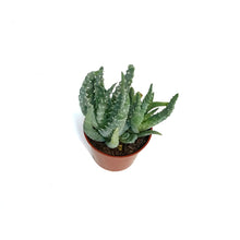 Load image into Gallery viewer, Aloe,2.5in,Humilis Spider
