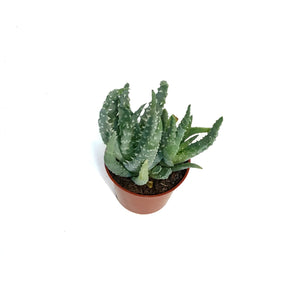 Aloe,2.5in,Humilis Spider