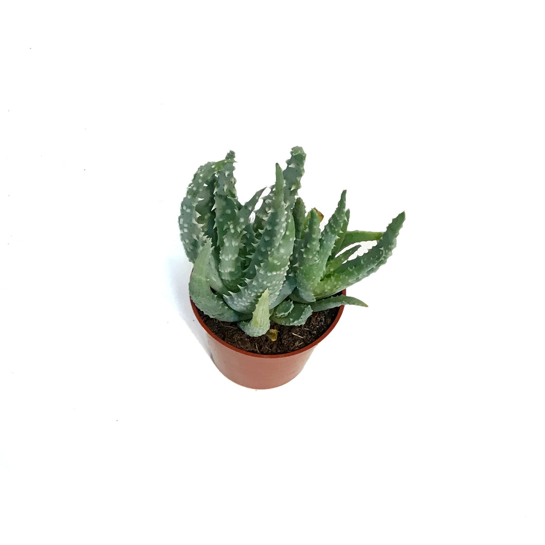 Aloe,2.5in,Humilis Spider