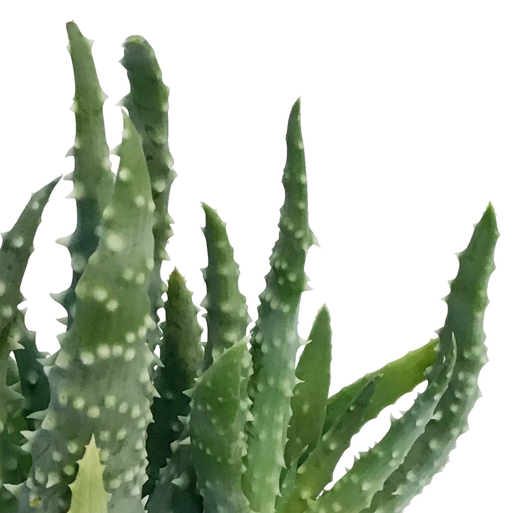 Aloe,2.5in,Humilis Spider