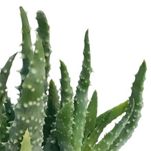 Load image into Gallery viewer, Aloe,2.5in,Humilis Spider
