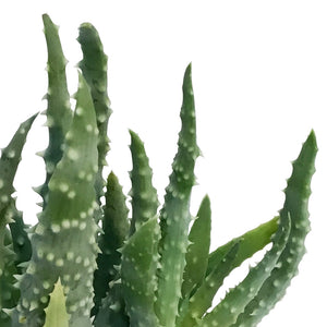 Aloe,2.5in,Humilis Spider