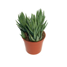 Load image into Gallery viewer, Haworthia, 2.5in, Coarctata
