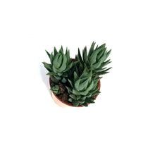 Load image into Gallery viewer, Haworthia, 2.5in, Coarctata
