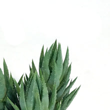 Load image into Gallery viewer, Haworthia, 2.5in, Coarctata
