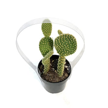 Load image into Gallery viewer, Cactus, 2.5in, Opuntia Microdasys
