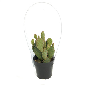 Cactus, 2.5in, Opuntia Rufida Minima