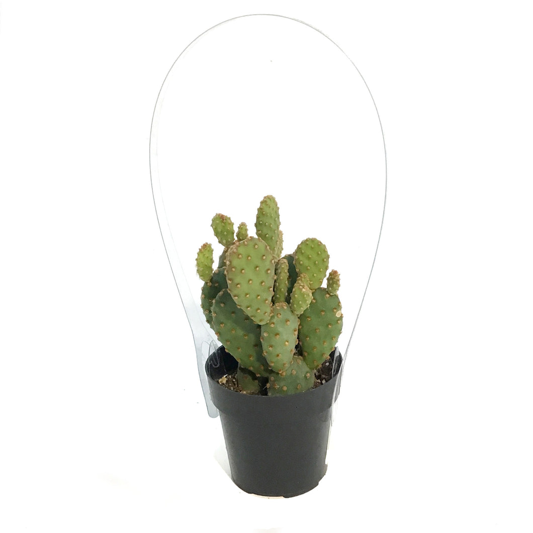 Cactus, 2.5in, Opuntia Rufida Minima