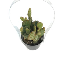 Load image into Gallery viewer, Cactus, 2.5in, Opuntia Rufida Minima
