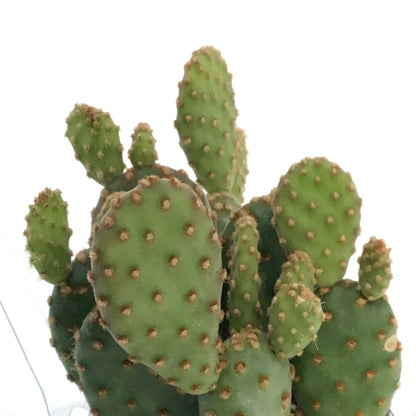Cactus, 2.5in, Opuntia Rufida Minima