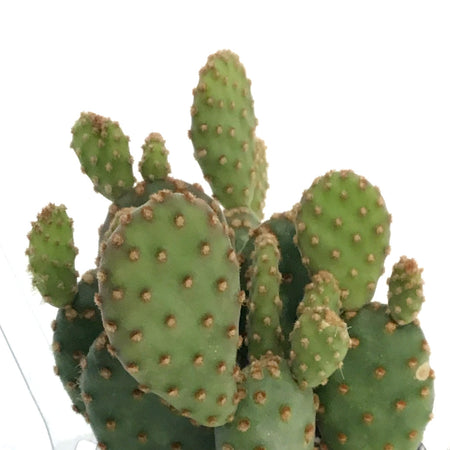Cactus, 2.5in, Opuntia Rufida Minima