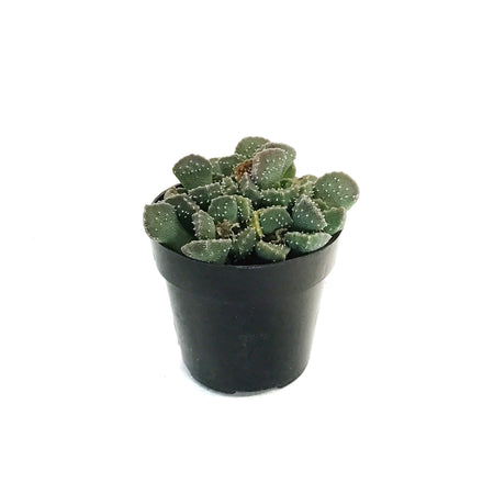Succulent, 2.5in, Aloinopsis Luckhoffii