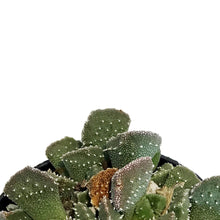 Load image into Gallery viewer, Succulent, 2.5in, Aloinopsis Luckhoffii
