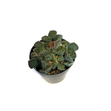 Load image into Gallery viewer, Succulent, 2.5in, Aloinopsis Luckhoffii
