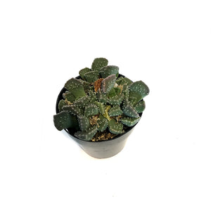 Succulent, 2.5in, Aloinopsis Luckhoffii