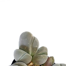 Load image into Gallery viewer, Succulent, 2.5in, Gibbaeum Species
