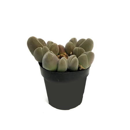 Succulent, 2.5in, Gibbaeum Species