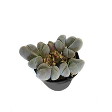 Load image into Gallery viewer, Succulent, 2.5in, Gibbaeum Species

