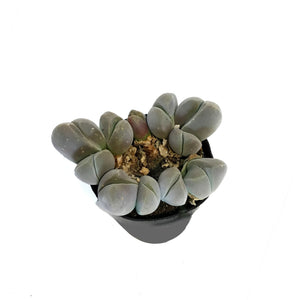 Succulent, 2.5in, Gibbaeum Species