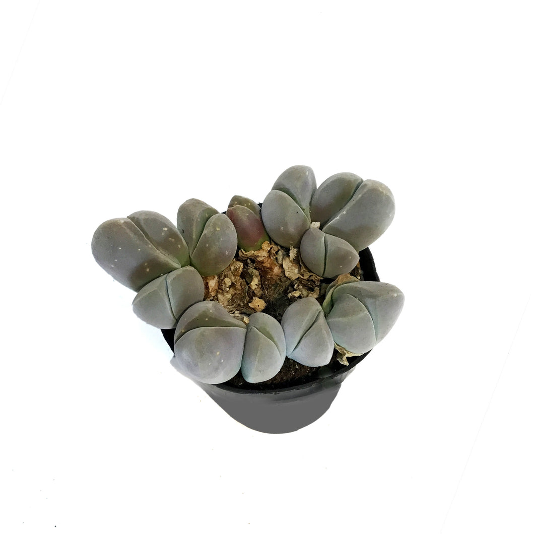 Succulent, 2.5in, Gibbaeum Species