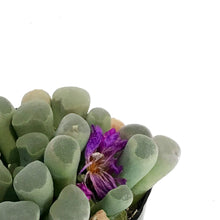 Load image into Gallery viewer, Succulent, 2.5in, Purple Baby Toes

