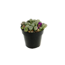 Load image into Gallery viewer, Succulent, 2.5in, Purple Baby Toes
