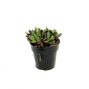 Succulent, 2.5in, Anacampseros Rufescens