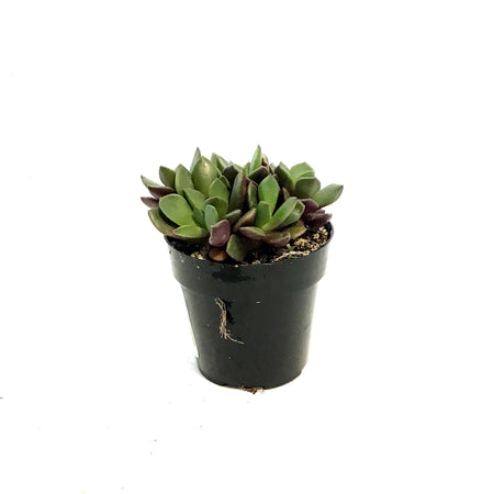 Succulent, 2.5in, Anacampseros Rufescens