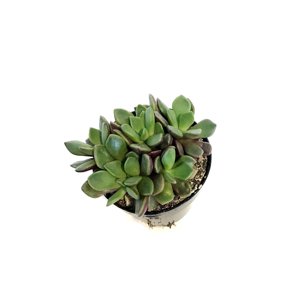 Succulent, 2.5in, Anacampseros Rufescens