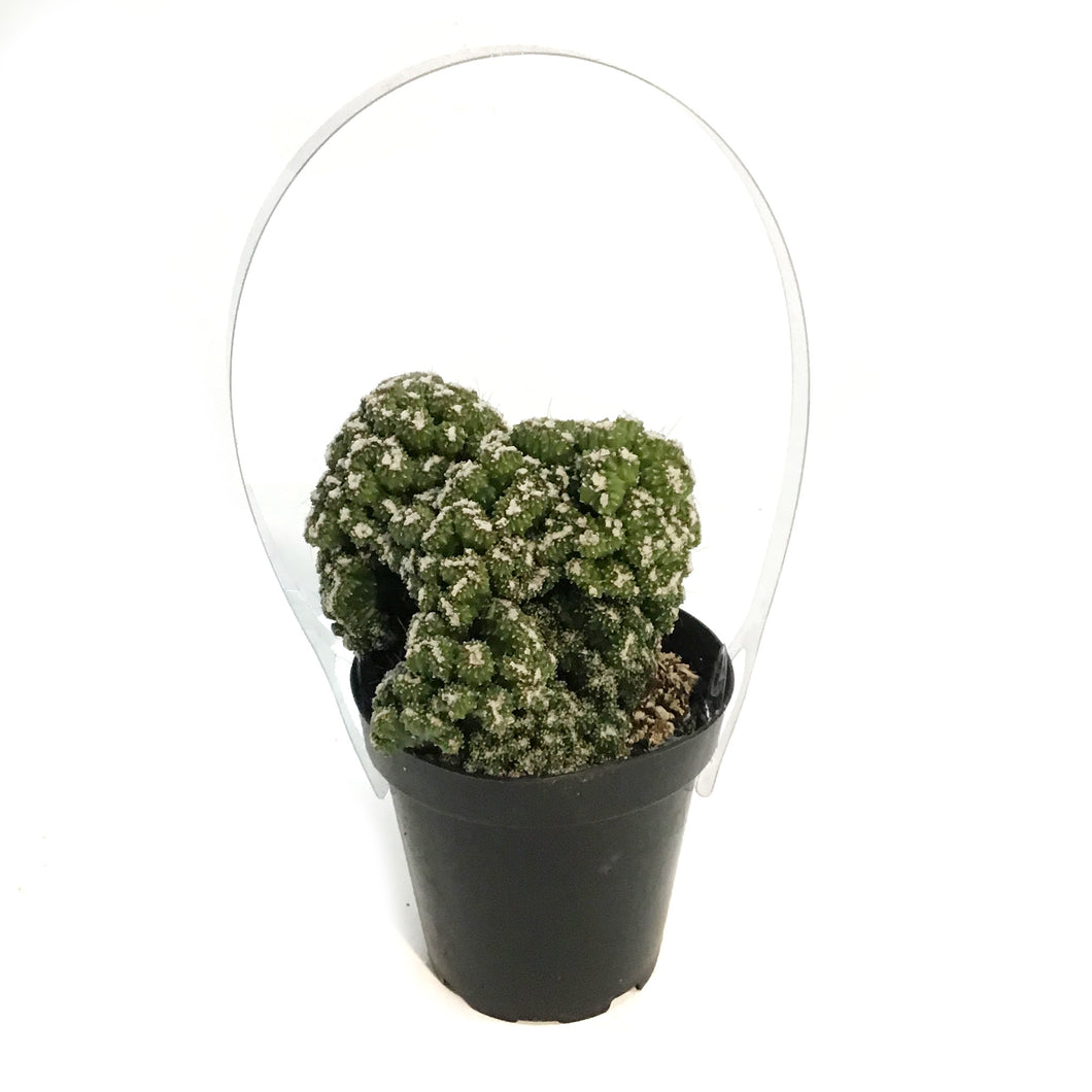 Cactus, 9cm, Cereus peruvianus 'Petra'
