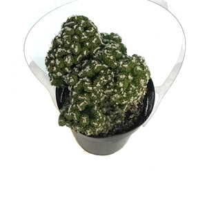 Cactus, 9cm, Cereus peruvianus 'Petra'