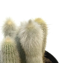 Load image into Gallery viewer, Cactus, 9in, Silver Torch Cactus
