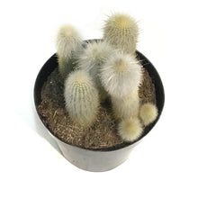 Load image into Gallery viewer, Cactus, 9in, Silver Torch Cactus
