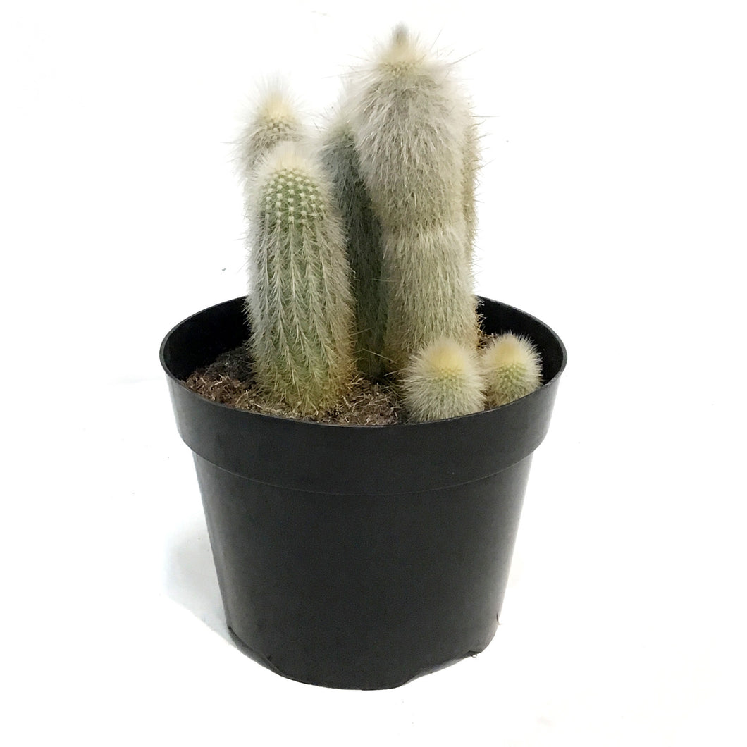 Cactus, 9in, Silver Torch Cactus