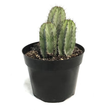 Load image into Gallery viewer, Cactus, 8in, Polaskia Chichipe
