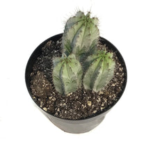 Load image into Gallery viewer, Cactus, 8in, Polaskia Chichipe
