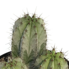 Load image into Gallery viewer, Cactus, 8in, Polaskia Chichipe
