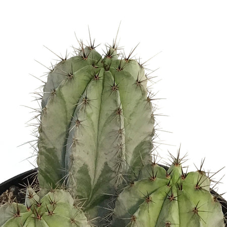 Cactus, 8in, Polaskia Chichipe