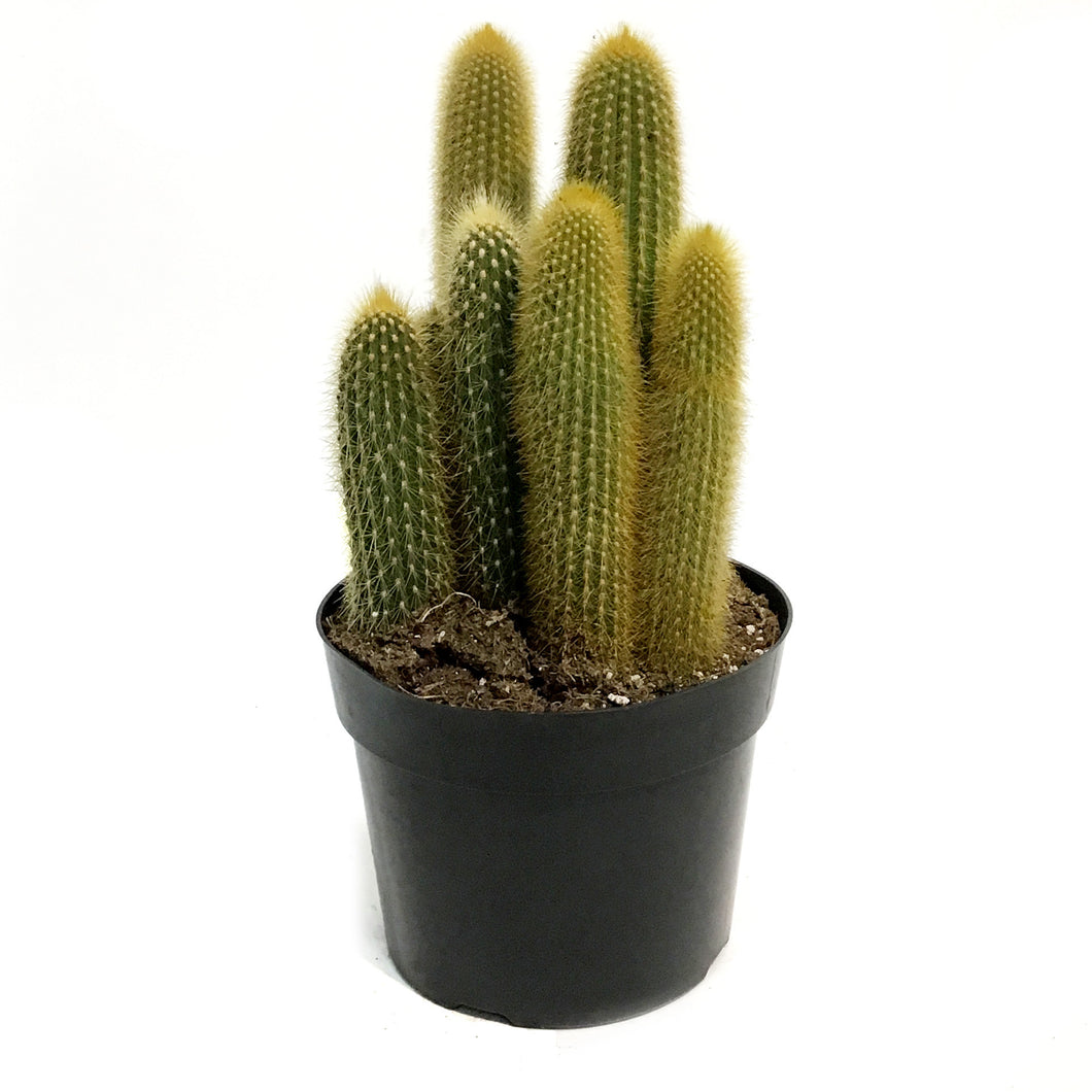 Cactus, 8in, Weberbauerocereus Winterianus, Ribbed