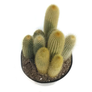 Cactus, 8in, Weberbauerocereus Winterianus, Ribbed
